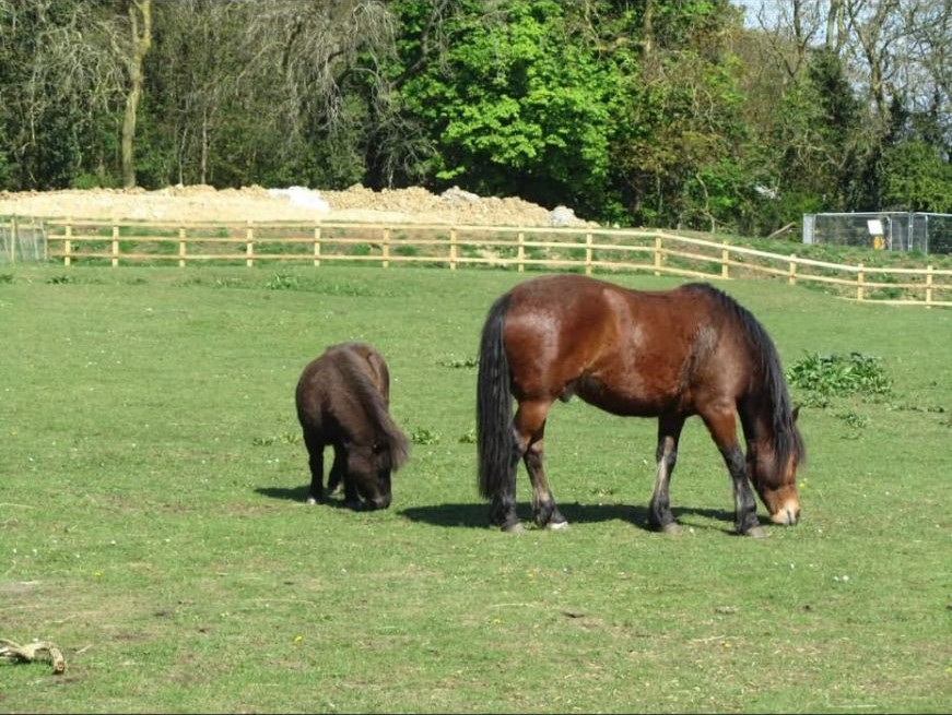 A mare and foal grazing together in a Cornish paddock